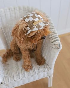 a brown dog sitting on top of a white chair wearing a checkerboard hat