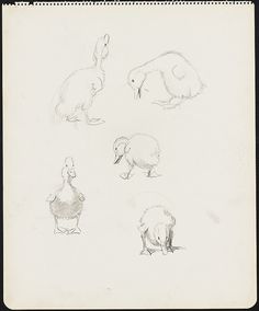 four different types of animals are shown in this drawing