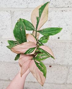 a hand holding a plant with green and pink leaves in front of a brick wall