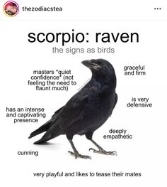 a black bird with the words scorpio raven on it's back side