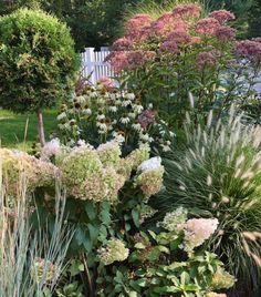 a garden filled with lots of different types of flowers