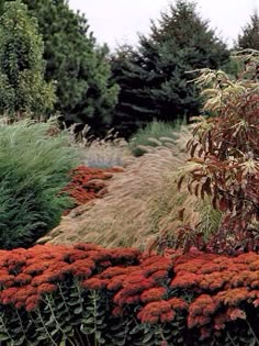 an assortment of plants and flowers in a garden area with tall trees behind the planter