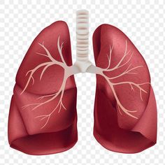 an illustration of the lungs and bronchles in red transparent background, hd png