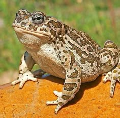 a frog sitting on top of a rock