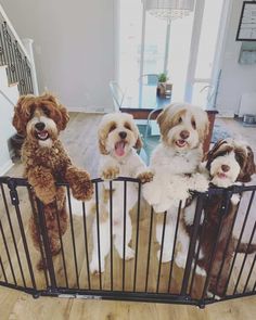 four dogs are sitting in a gated area