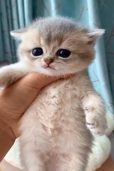 a small kitten is being held up by someone's hand in front of a blue curtain