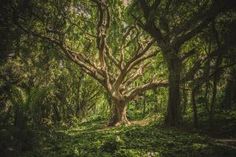 a large tree in the middle of a forest with lots of green leaves on it