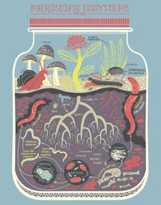 an image of the inside of a jar with plants and other things in it, including worms