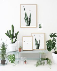 some plants are sitting on a shelf in front of two framed pictures and one is green