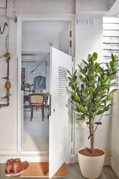 a potted plant sitting on top of a wooden floor next to a white door