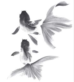 two black and white goldfish in the water with their tails spread out to look like they are flying