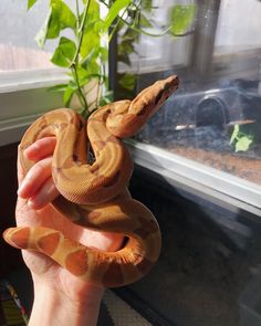 a person holding a large orange snake in their hand next to a window sill