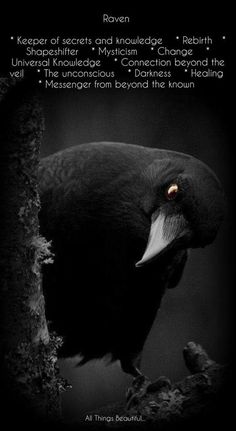 a black bird sitting on top of a tree branch next to a quote about raven