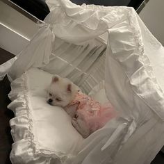 a small white dog laying on top of a bed