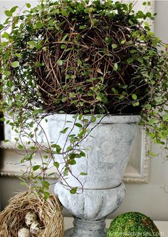 a potted plant sitting on top of a table next to a bird's nest