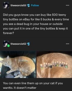 an orange cat laying on top of a couch next to another cat with combs in it's hair