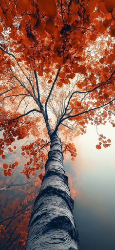 a tall tree with red leaves on it