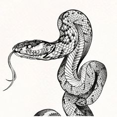 a black and white drawing of a snake