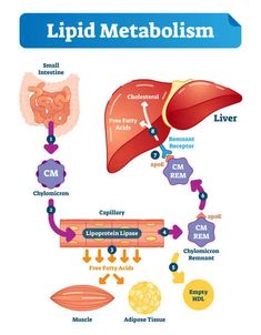 the liver and its functions are labeled in this diagram, which shows what it looks like