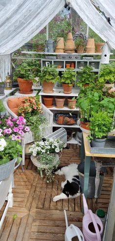 an indoor greenhouse with potted plants and flowers in pots on the floor, while a black and white cat is standing next to it