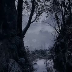 a dark forest with trees and rocks in the fog