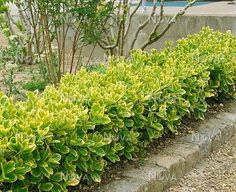 a row of green bushes sitting next to each other on top of a stone wall