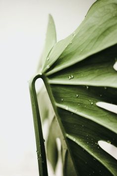 a large green leaf with drops of water on it's leaves and the sky in the background