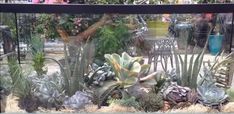 an assortment of succulents and other plants in a glass container on display