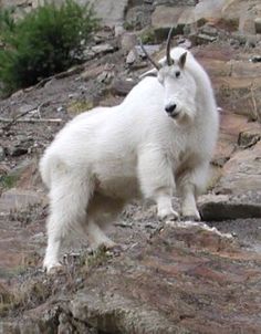 a mountain goat standing on top of a rocky hillside