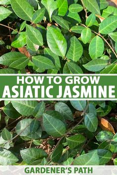 how to grow astatic jasmine in the garden's path with text overlay that reads, how to grow astatic jasmine