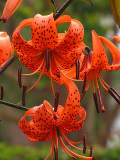 an orange flower with black spots on it's petals is hanging from a branch