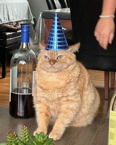 an orange cat wearing a blue party hat