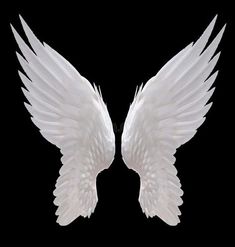 two white wings on a black background