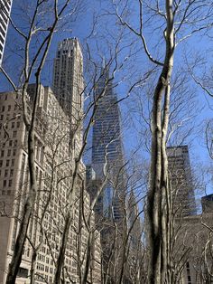 tall buildings stand in the distance behind bare trees