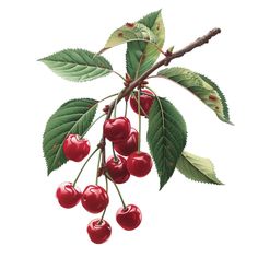 a branch with red cherries and green leaves