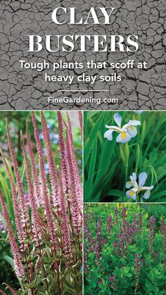 the cover of clay busterers tough plants that soft at heavy clay