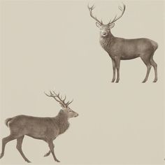 two deer standing next to each other on a white background