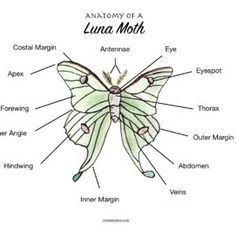 the anatomy of a luna moth