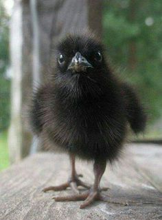 a small black bird sitting on top of a wooden table