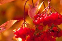 some red berries hanging from a tree branch