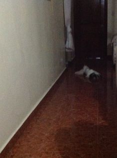 a black and white dog laying on the floor next to a wall in a hallway