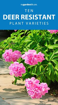 pink flowers with the words ten deer resistant plant varieties in front of green plants and bushes