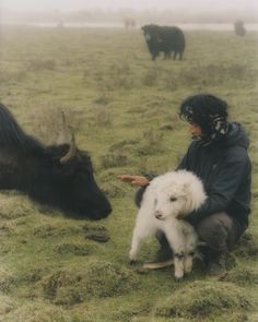 a woman kneeling down next to a cow on top of a grass covered field with other animals in the background