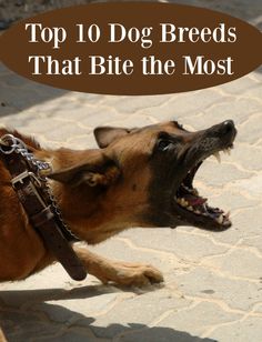 a dog with its mouth open and the words top 10 dog breeds that bite the most