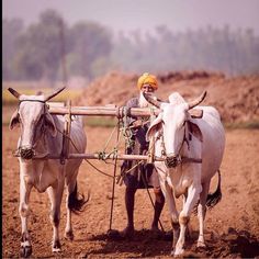 two oxen pulling a plow in the dirt