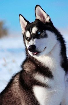 a husky dog sitting in the snow looking at the camera with blue eyes and white fur