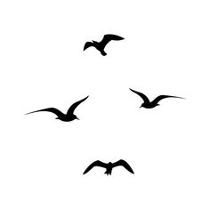 three birds flying in the air with their wings spread out and one bird has its beak extended