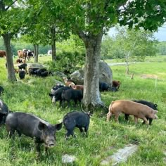 a herd of wild boars grazing in the grass near trees and rocks on a hillside