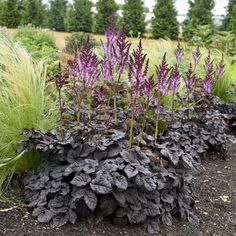 several different types of plants in a garden