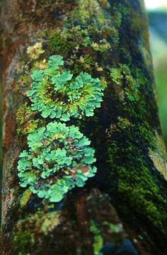 moss growing on the bark of a tree